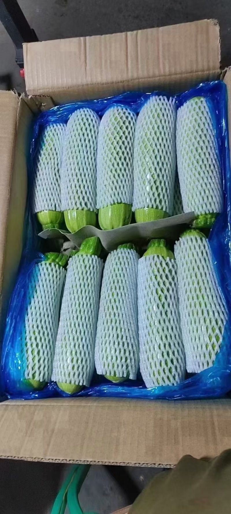 莘县绿皮西葫芦大量上市对接商超市场平台大量供货