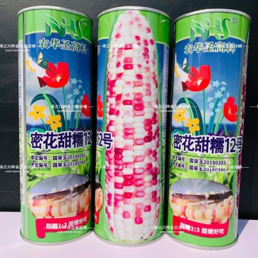 密花甜糯12号玉米种子彩甜糯玉米种子绿皮大棒产量高好吃