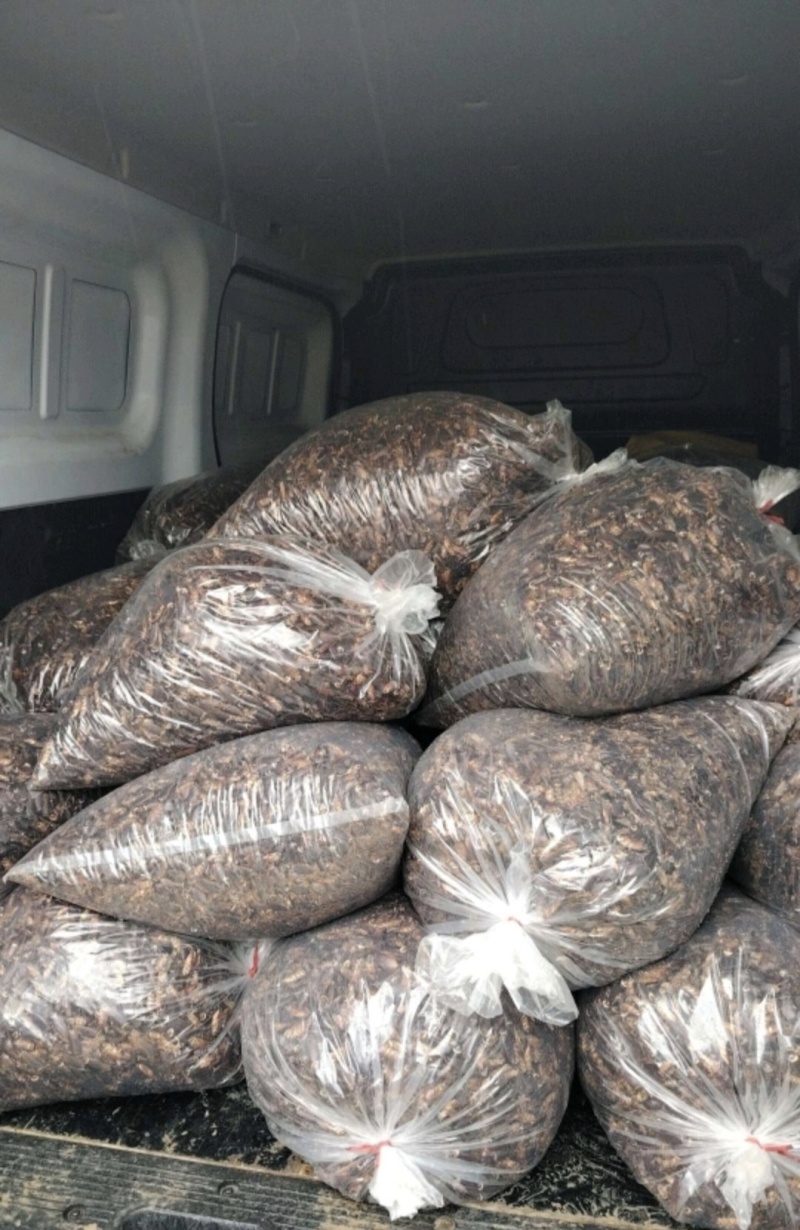 美洲大蠊卵鞘，蟑螂精品卵块。蟑螂餐厨垃圾处理，中药级美洲