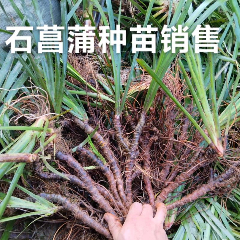 石菖蒲种苗