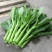 广东菜心，菜苔，农家种植，新鲜采摘，可以地头看货，请联系