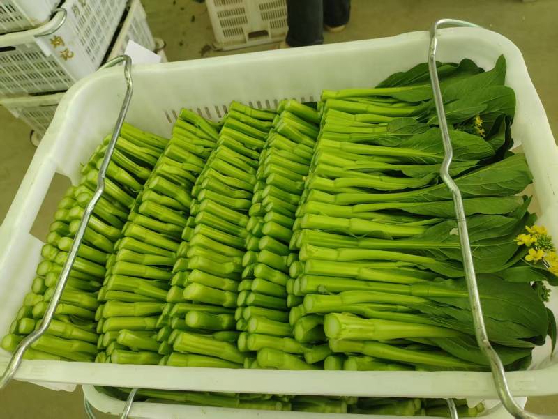 广东菜心，菜苔，农家种植，新鲜采摘，可以地头看货，请联系