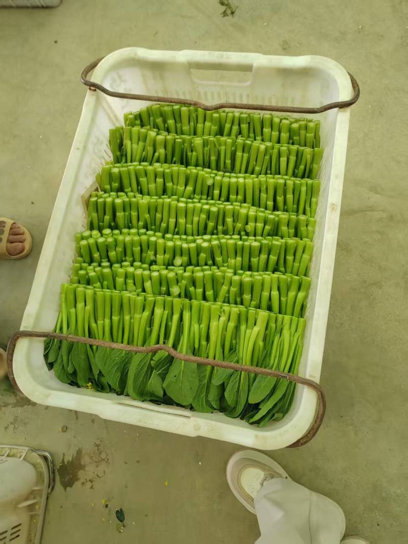 广东菜心，菜苔，农家种植，新鲜采摘，可以地头看货，请联系