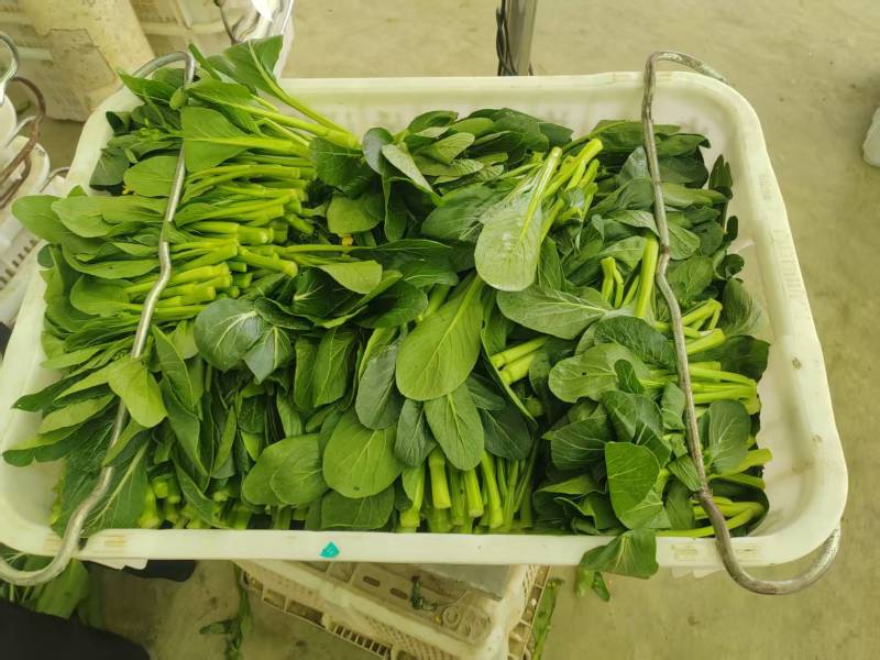 广东菜心，菜苔，农家种植，新鲜采摘，可以地头看货，请联系