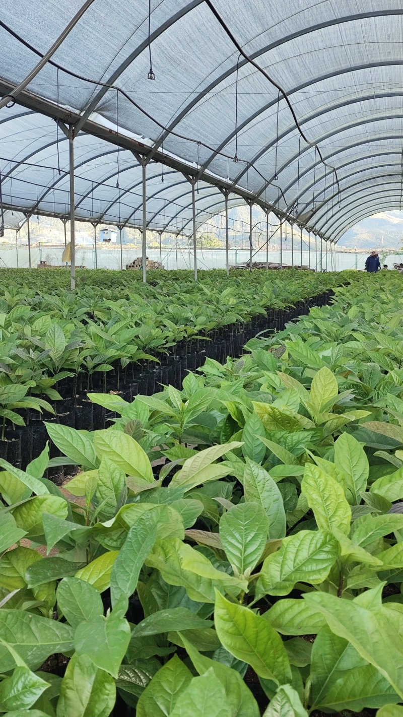 云南精品哈斯牛油果树嫁接苗成活率高根系发达两年大苗