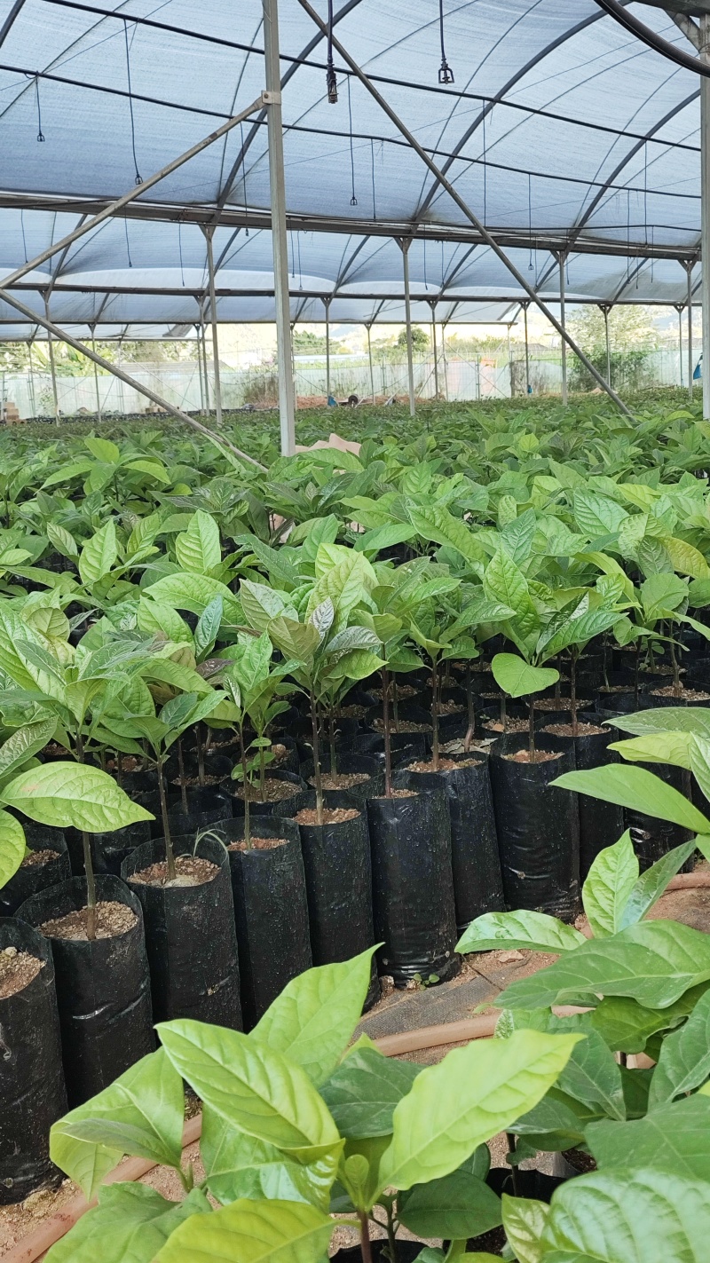 云南精品哈斯牛油果树嫁接苗成活率高根系发达两年大苗