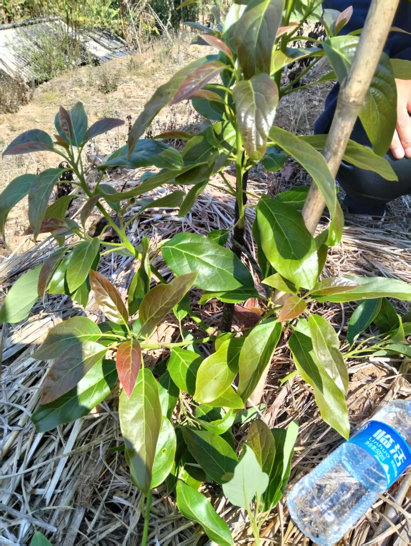 云南精品哈斯牛油果树嫁接苗成活率高根系发达两年大苗