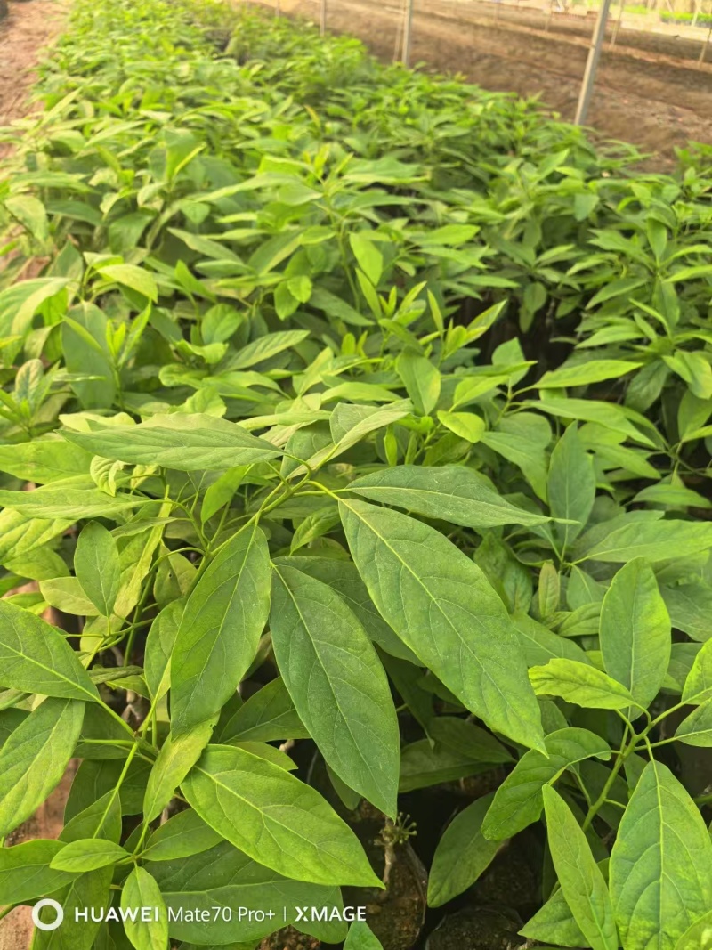 云南精品哈斯牛油果树嫁接苗成活率高根系发达两年大苗