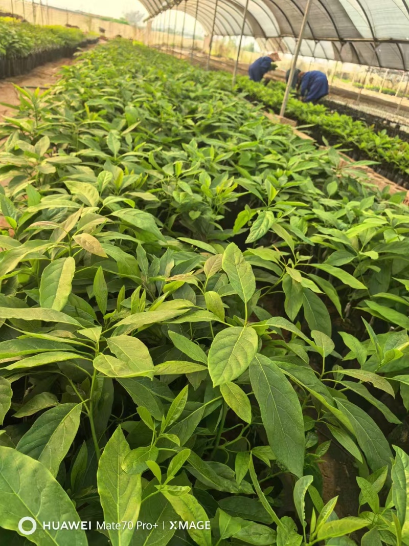 云南精品哈斯牛油果树嫁接苗成活率高根系发达两年大苗