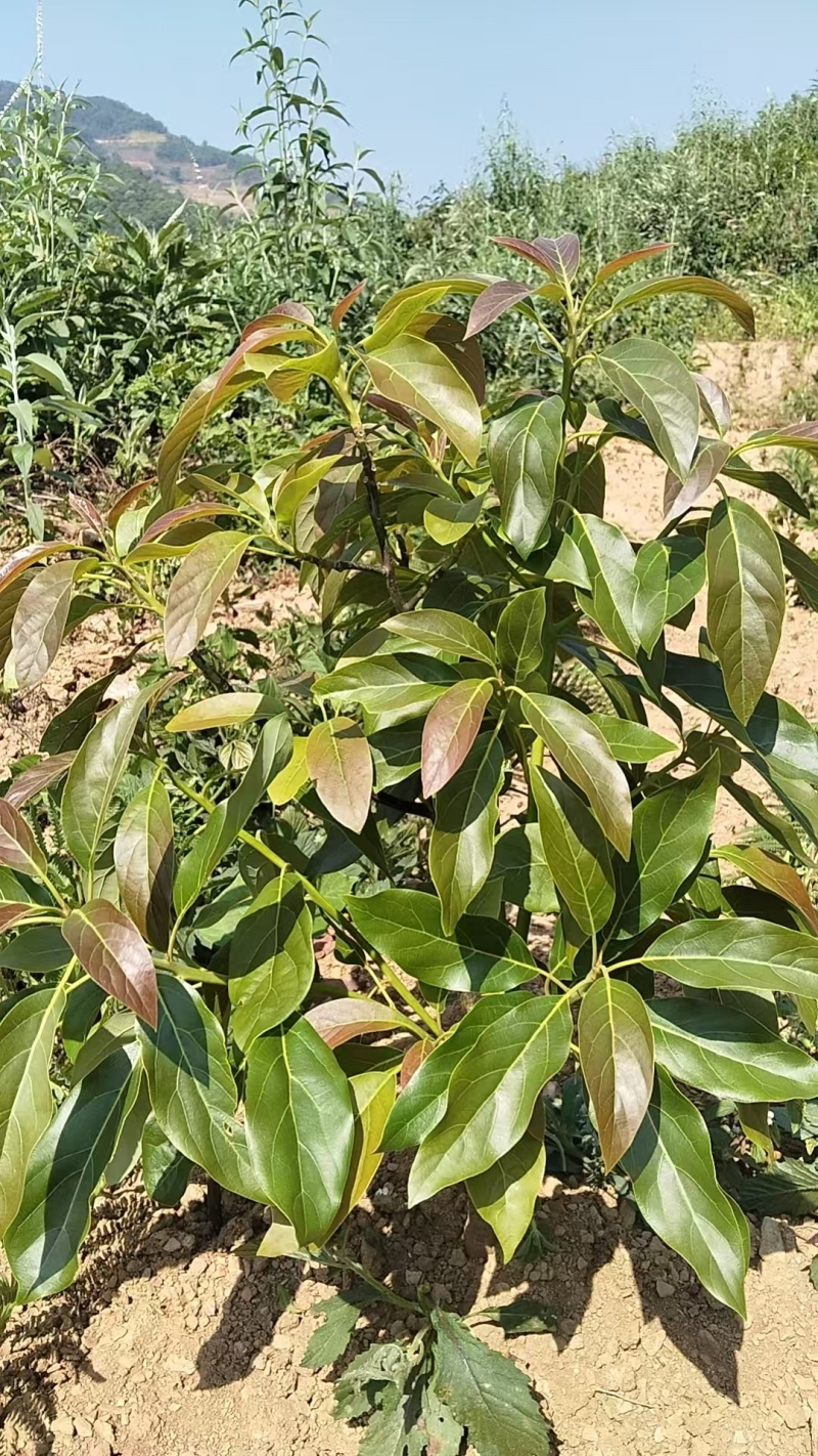 云南精品哈斯牛油果树嫁接苗成活率高根系发达两年大苗