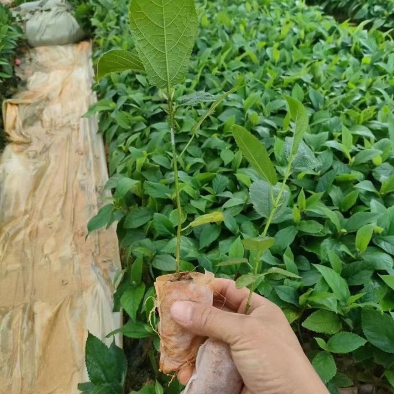 五指毛桃苗五叉虎树苗中药材可种植带土发货常绿易种活