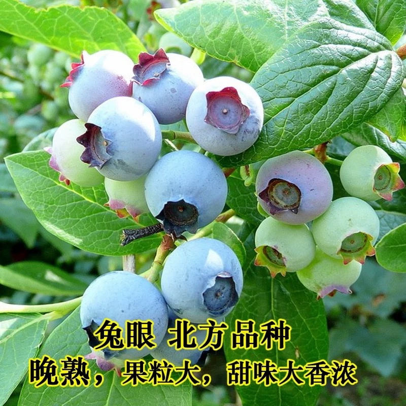 蓝莓苗果苗当年结果阳台盆栽庭院地栽南北方特大带土蓝莓树苗