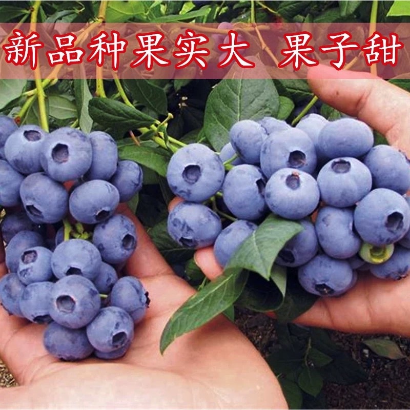 蓝莓苗果苗当年结果阳台盆栽庭院地栽南北方特大带土蓝莓树苗