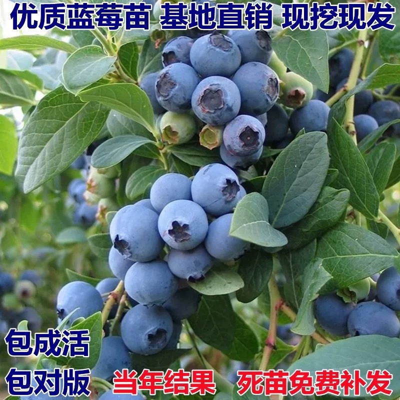 蓝莓苗果苗当年结果阳台盆栽庭院地栽南北方特大带土蓝莓树苗