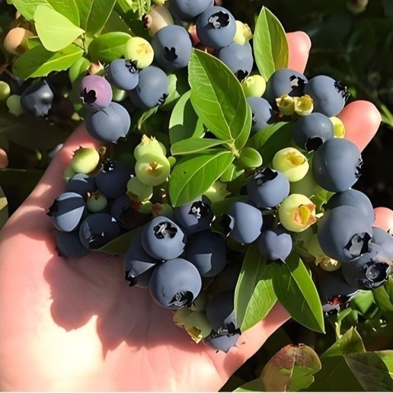 大果蓝莓树苗盆栽地栽果树苗蓝莓南北方当年结果