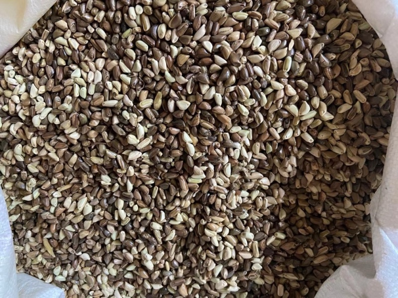 墨西哥玉米草籽四季牧草种子