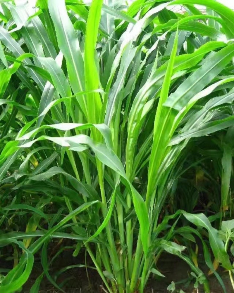 墨西哥玉米草籽四季牧草种子