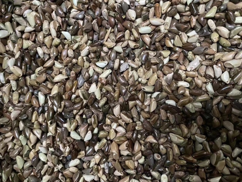 墨西哥玉米草籽四季牧草种子