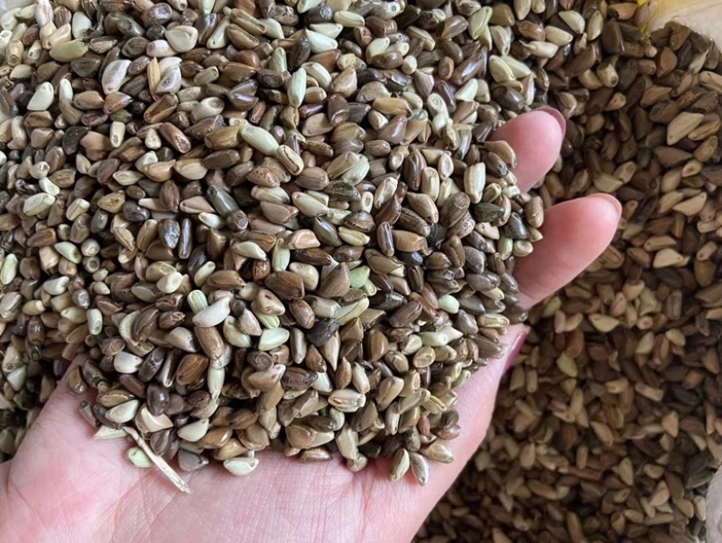 墨西哥玉米草籽四季牧草种子