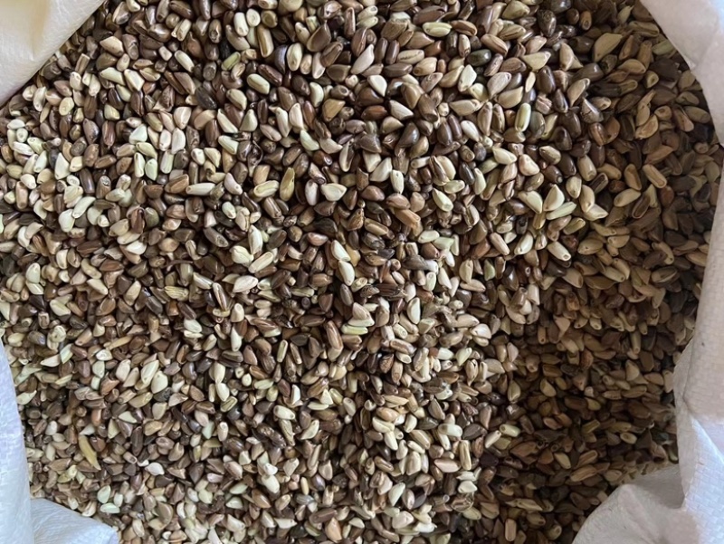 墨西哥玉米草籽四季牧草种子