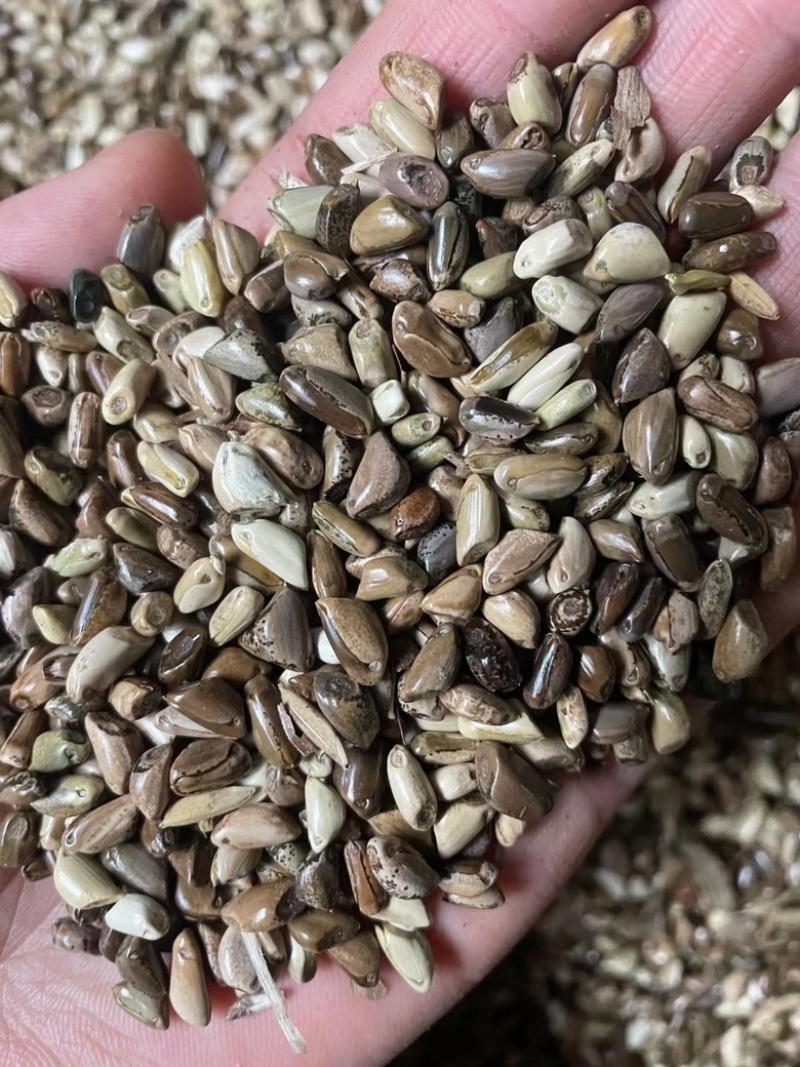 墨西哥玉米草籽四季牧草种子