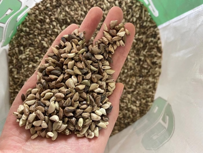 墨西哥玉米草籽四季牧草种子