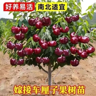 车厘子树苗樱桃树苗南北方种植大樱桃树
