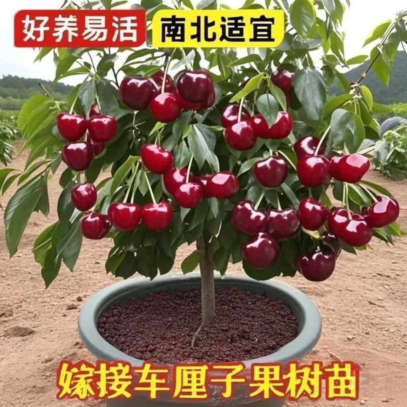 车厘子树苗樱桃树苗南北方种植大樱桃树