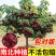 车厘子树苗樱桃树苗南北方种植大樱桃树