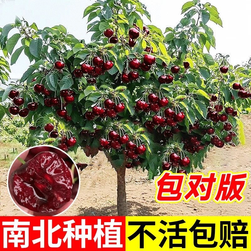 车厘子树苗樱桃树苗南北方种植大樱桃树