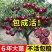 车厘子树苗樱桃树苗南北方种植大樱桃树