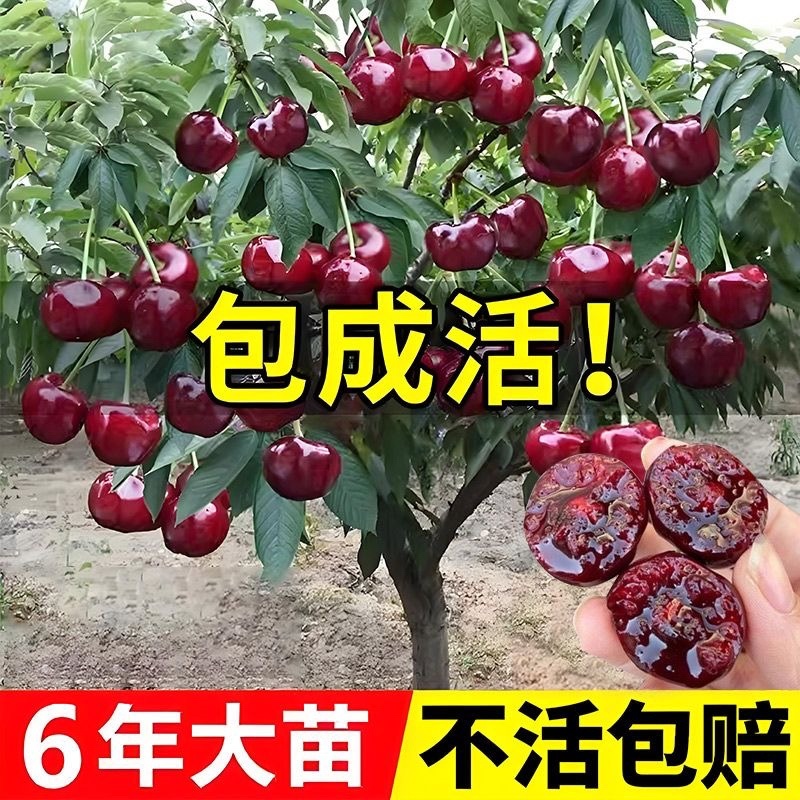 车厘子树苗樱桃树苗南北方种植大樱桃树