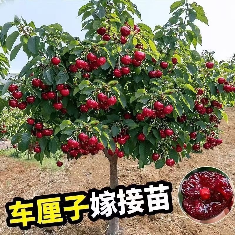 车厘子树苗樱桃树苗南北方种植大樱桃树