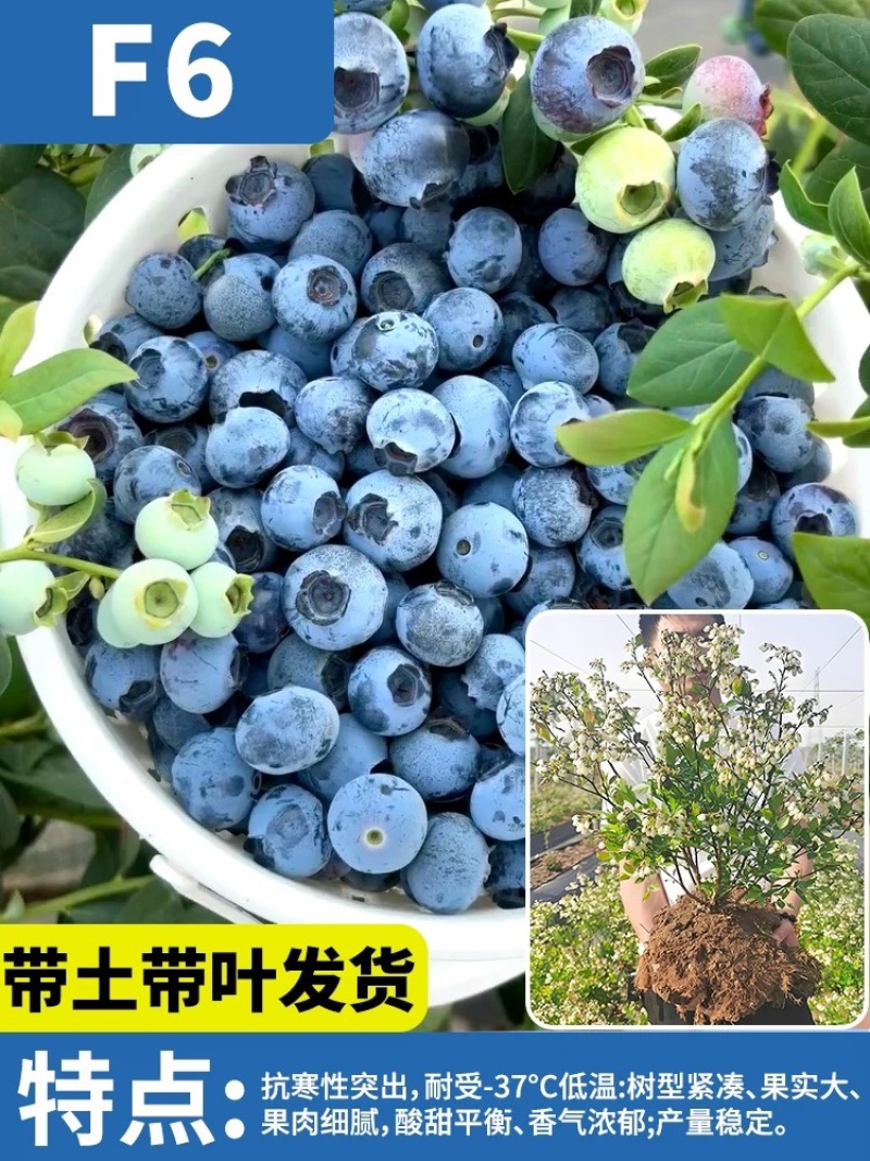蓝莓苗25花香品种，组培苗，扦插苗，个头大口感好，