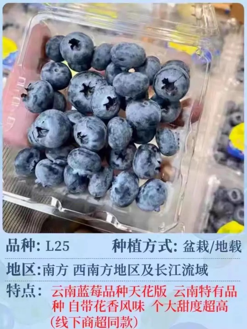蓝莓苗25花香品种，组培苗，扦插苗，个头大口感好，