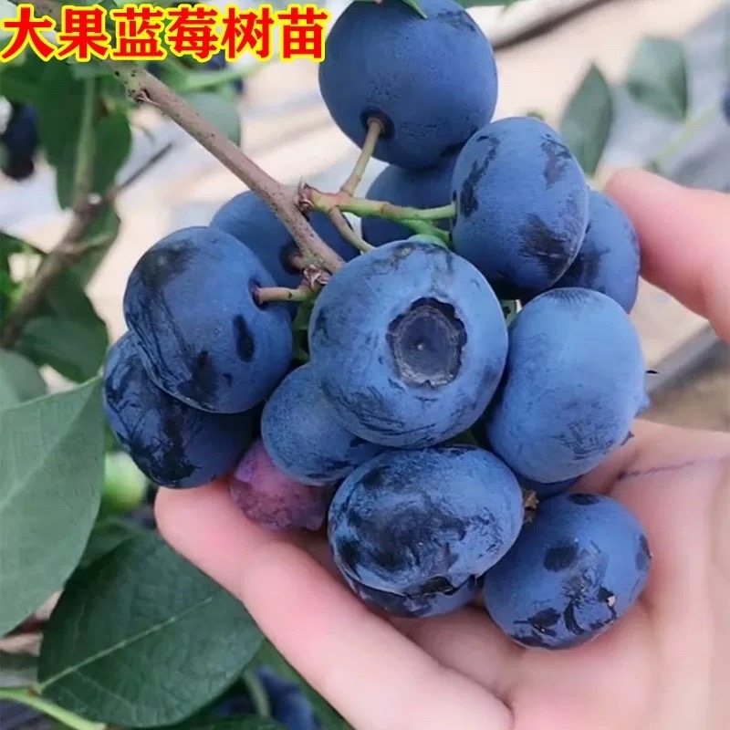 蓝莓苗果苗当年结果阳台盆栽庭院地栽南北方特大带土蓝莓树苗
