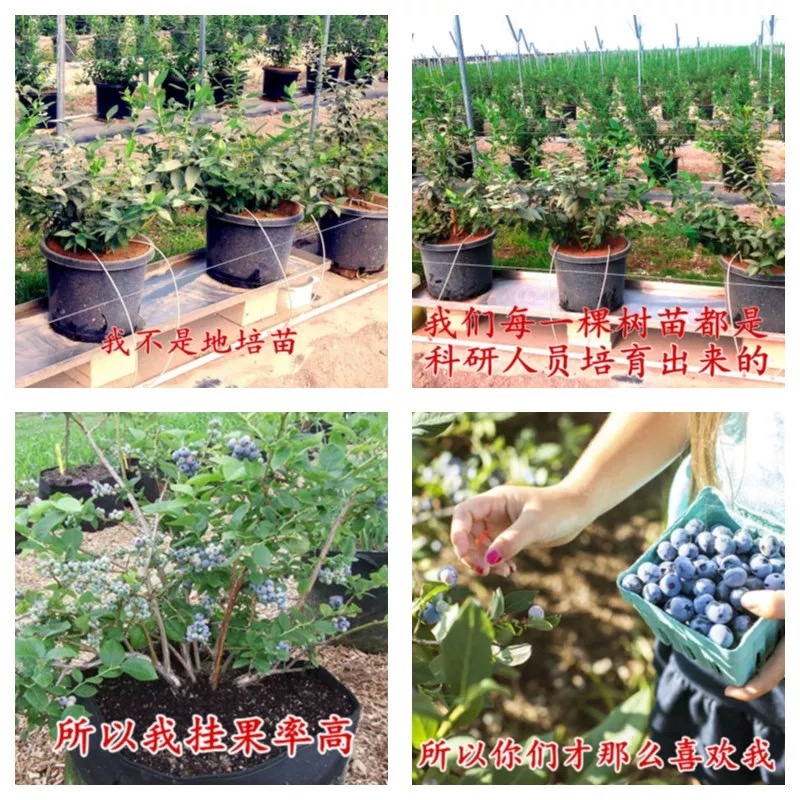 蓝莓苗果苗当年结果阳台盆栽庭院地栽南北方特大带土蓝莓树苗