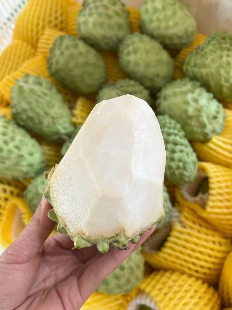 精品释迦