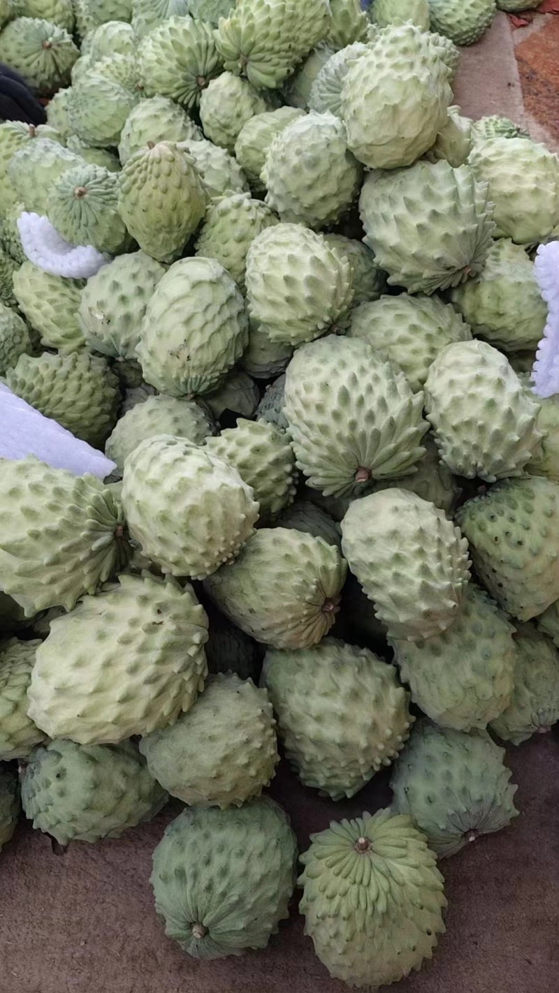 精品释迦