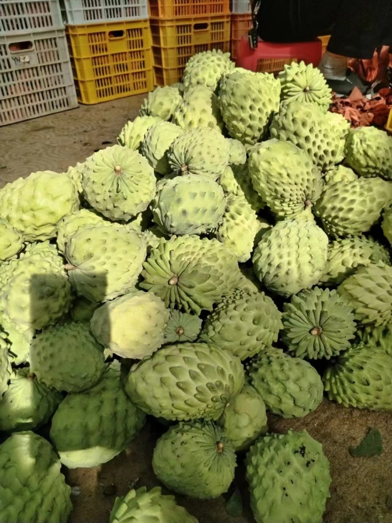 精品释迦