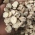 甘肃本地中药材，黄芪圆片，无硫，自然晾晒，甜度好，规格齐