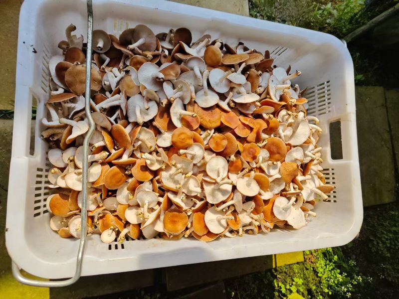 云南人工仿野生种植香菇系列野生香信菇一级鲜货、干货