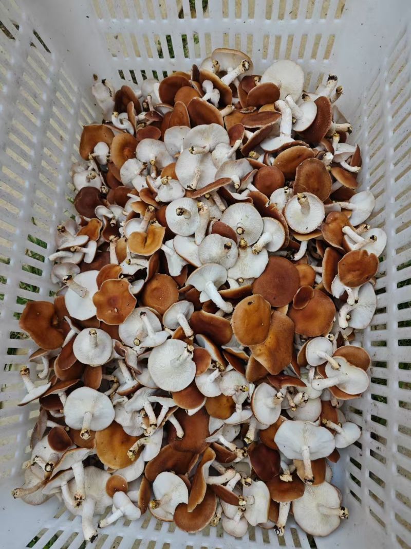 云南人工仿野生种植香菇系列野生香信菇一级鲜货、干货