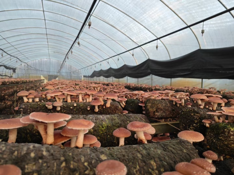 云南人工仿野生种植香菇系列野生香信菇一级鲜货、干货