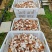 云南人工仿野生种植香菇系列野生香信菇一级鲜货、干货