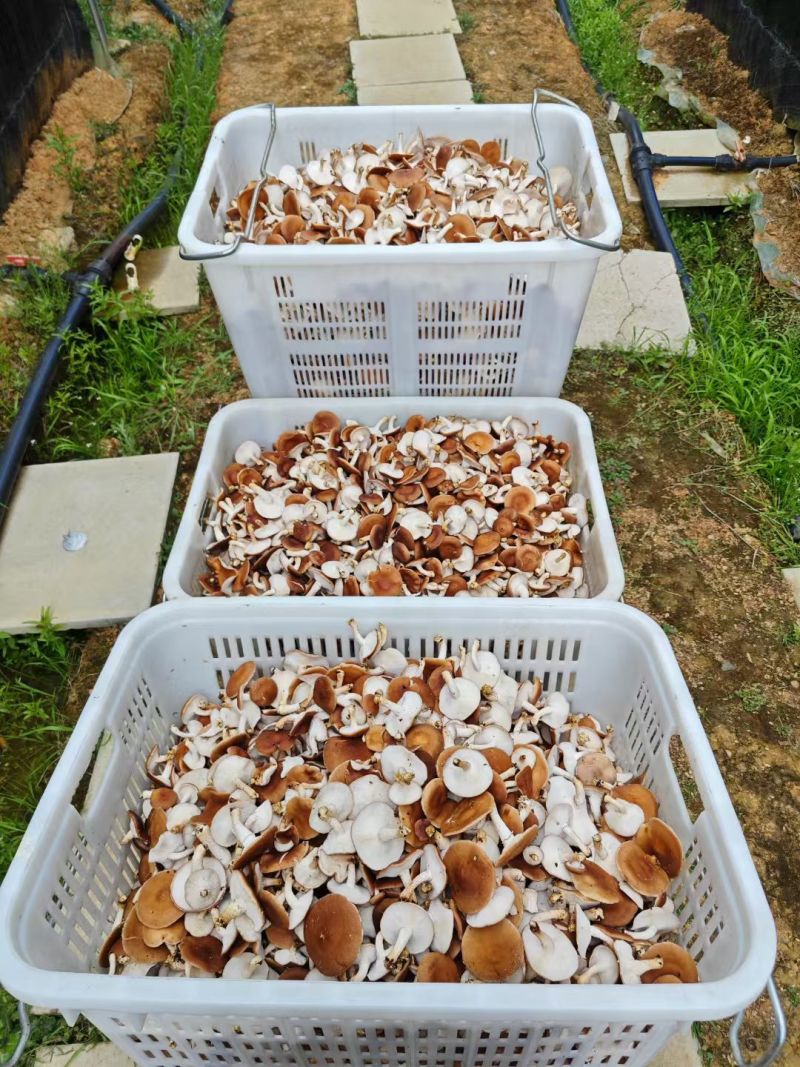 云南人工仿野生种植香菇系列野生香信菇一级鲜货、干货