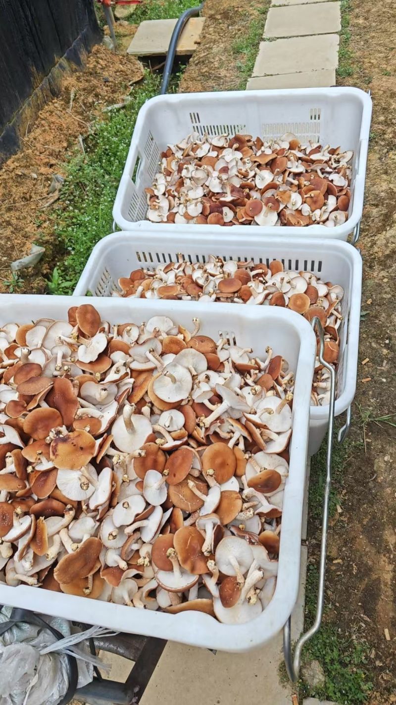 云南人工仿野生种植香菇系列野生香信菇一级鲜货、干货