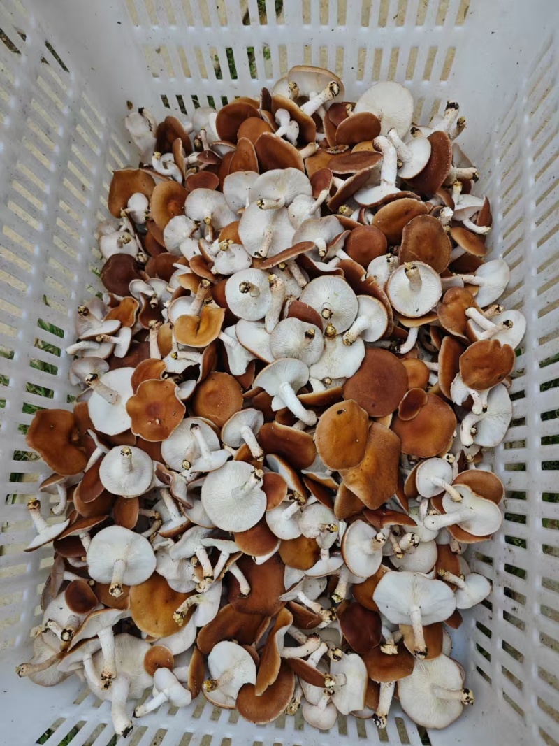 云南人工仿野生种植香菇系列野生香信菇一级鲜货、干货