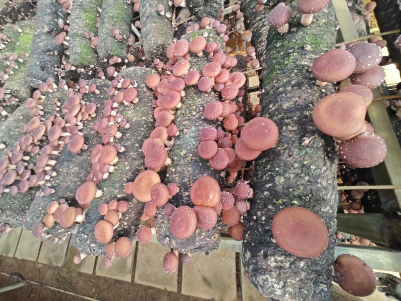 云南人工仿野生种植香菇系列野生香信菇一级鲜货、干货