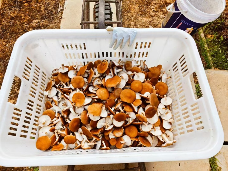 云南人工仿野生种植香菇系列野生香信菇一级鲜货、干货